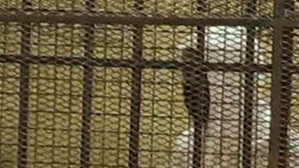 محمد الأمين خلال