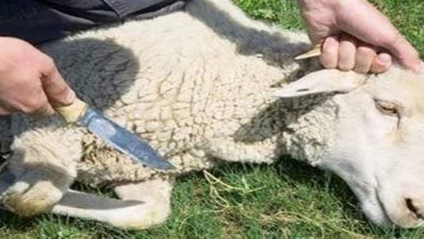 ذبح الحيوان 
