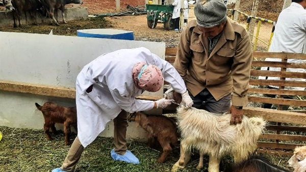 خلال تحصين الماشية