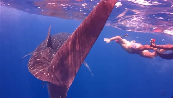 ظهور القرش الحوتى