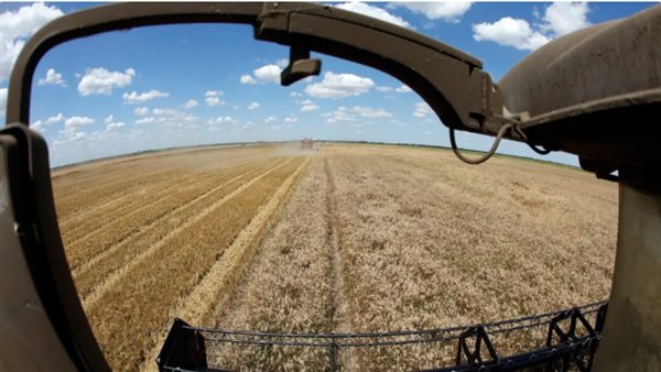 محصول القمح