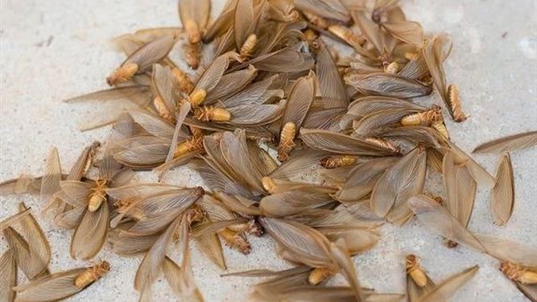 النمل الأبيض