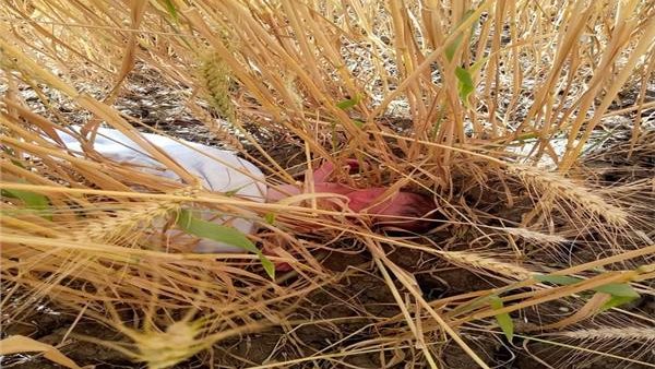 صورة أرشيفية