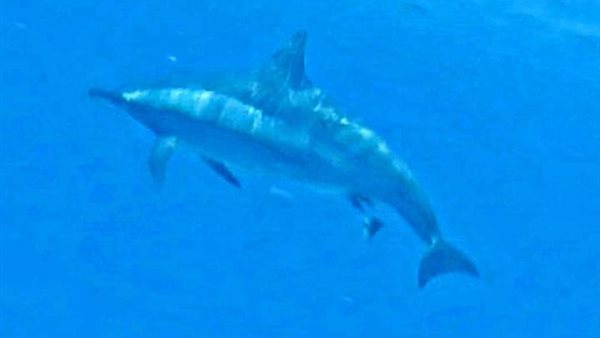 ولادة الدرافيل المغزلية