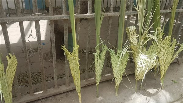 احتفالات السعف فى