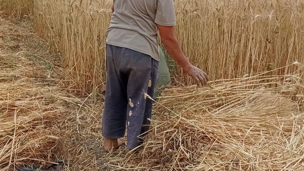 موسم حصاد القمح 