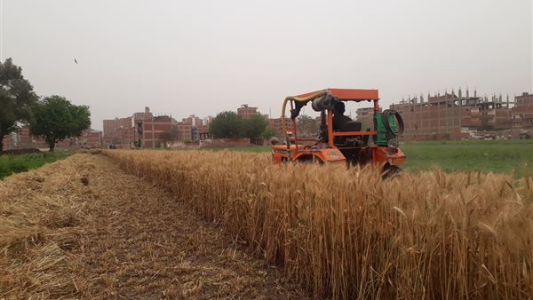 زراعة القمح فى مصر