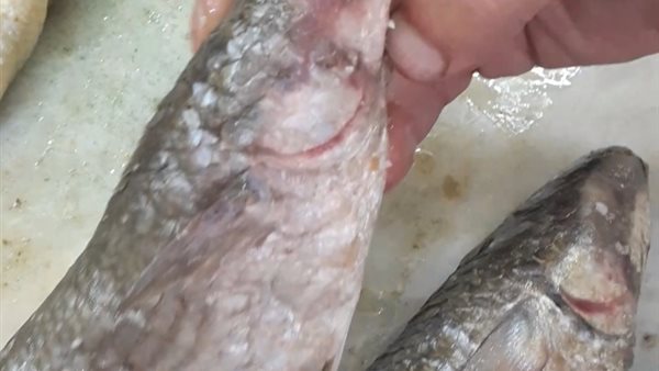 ازاى تشترى الفسيخ