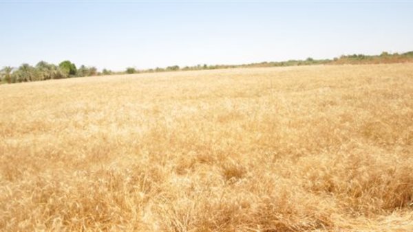 توريد القمح