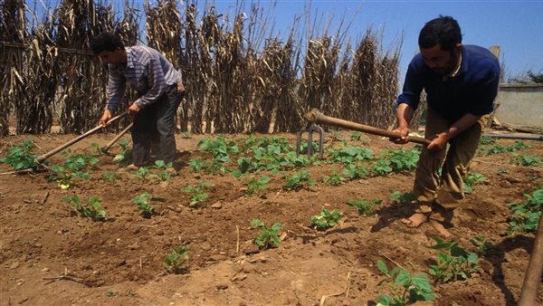 العمالة الجزائرية