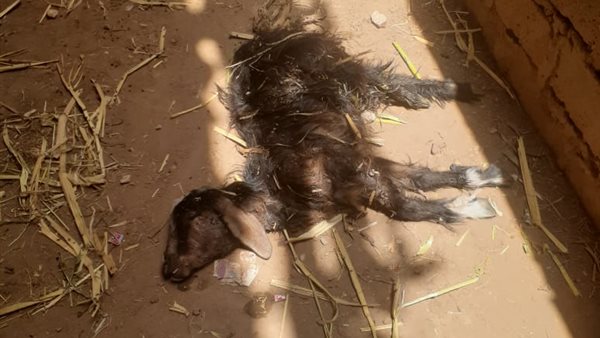 أزمة في قنا 