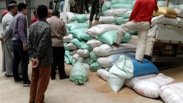 توريد القمح فى المنوفية