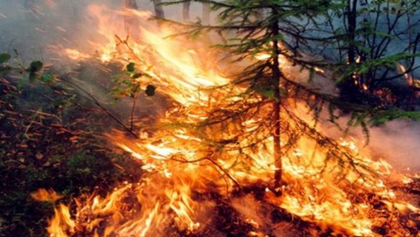 صورة ارشيفيه