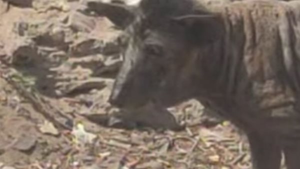 الحيوان الذي أثار