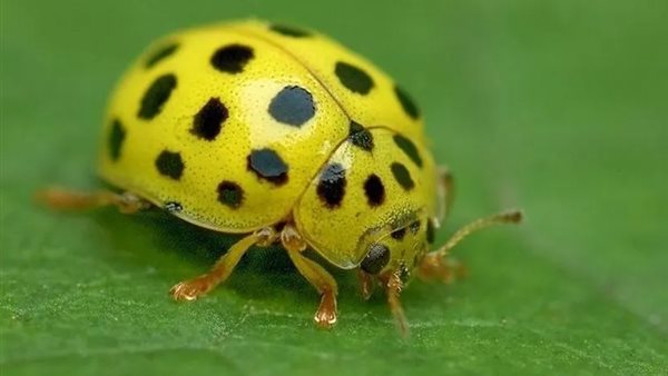 الدعسوقة الصفراء