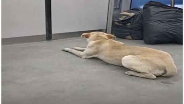 واقعة المترو 