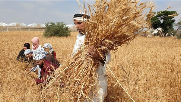 حصيدة القمح