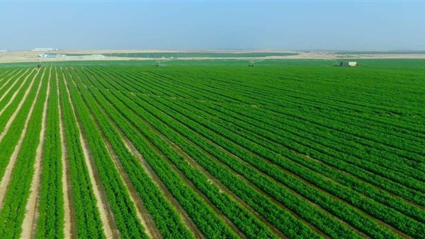 مشروع مستقبل مصر