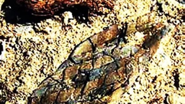 حديقة الحيوان 