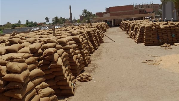 توريد القمح بشون