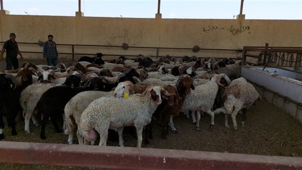 محافظ بورسعيد يتابع