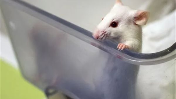 صورة ارشيفية 