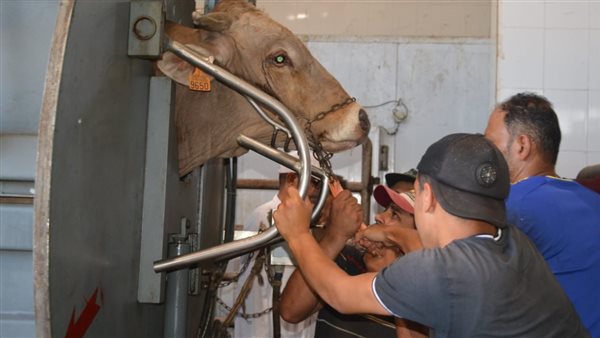 محافظ بورسعيد يتابع