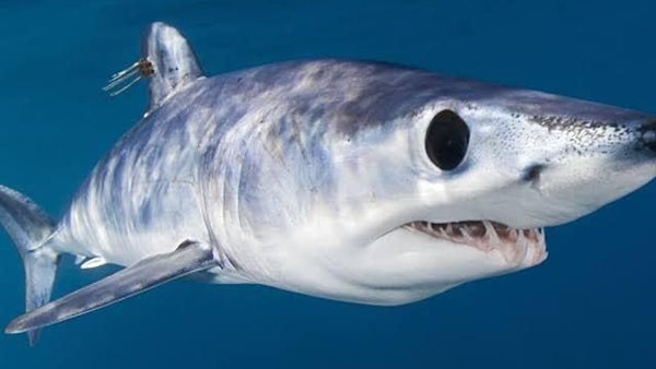 سمكة قرش الـ ماكو