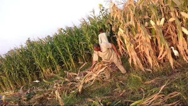 محصول الذرة