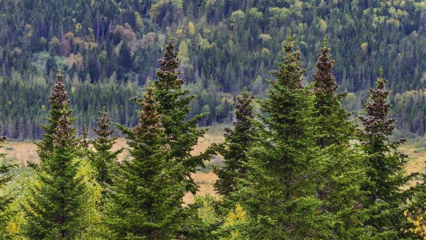 التنوب النرويجية