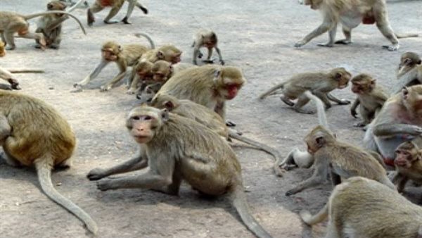 قرود السودان