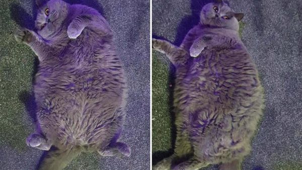 القطة السمينة