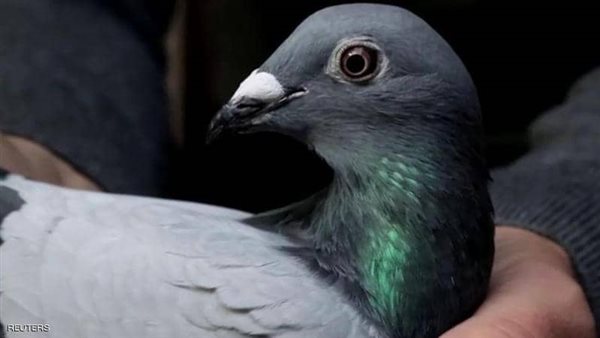  نيو كيم اغلى حمامة