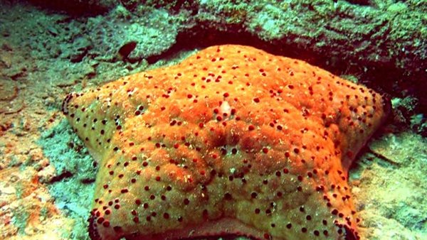 إمارة الفجيرة