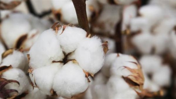 القطن المصري