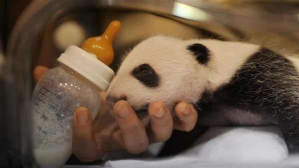 صورة أرشيفية ااحدث