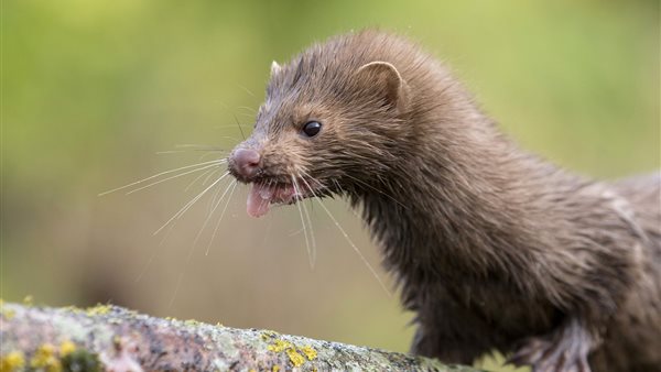 حيوان المنك 