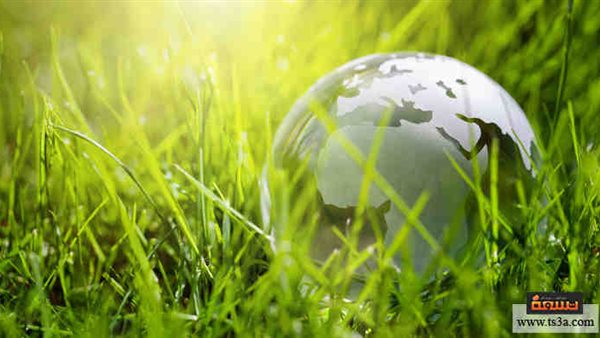 صورة ارشفية