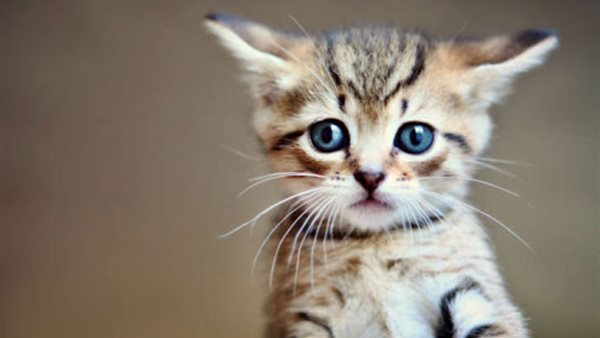 مواطن يقتل قطة بلا