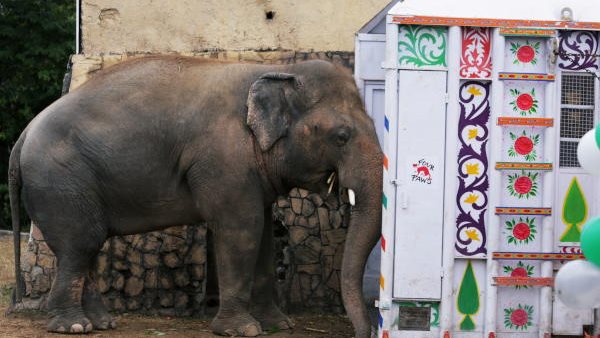 الفيل كافان