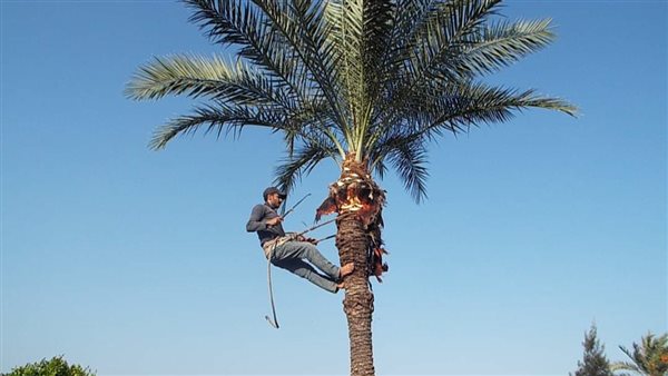 تهذيب النخيل بكفر