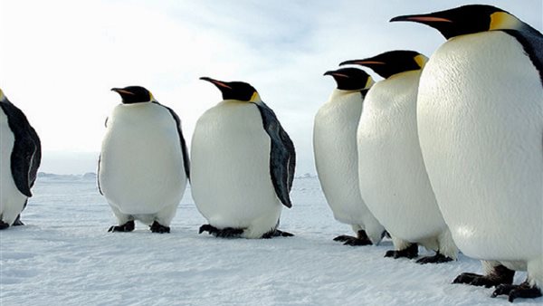 طيور البطريق