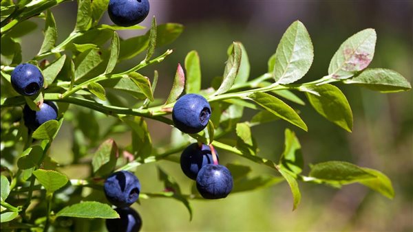 التوت الازرق