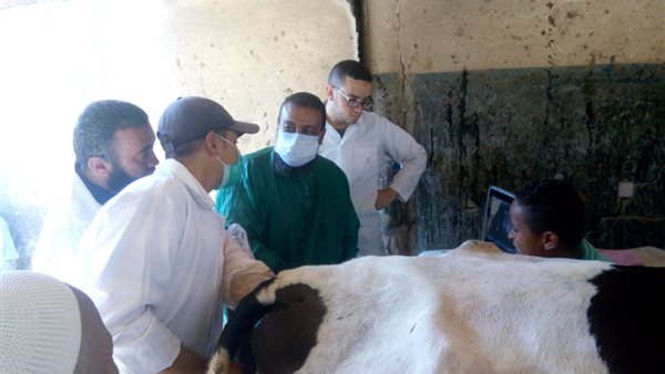 تحسين سلالات الماشية