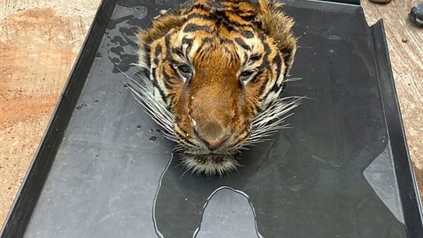 راس نمر مقطوعه فى