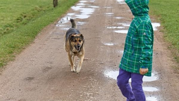 هجوم كلب على طفل