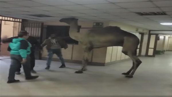 صورة من الحدث