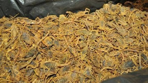 صورة أرشيفية