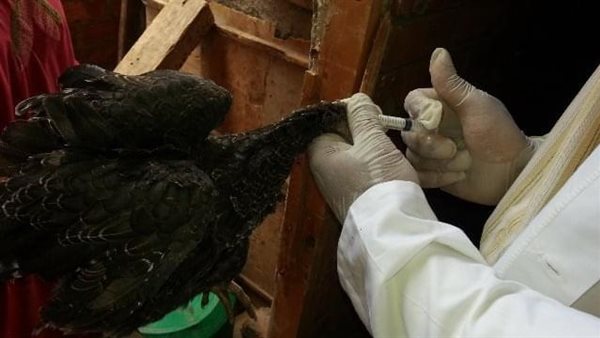 جانب من الحدث