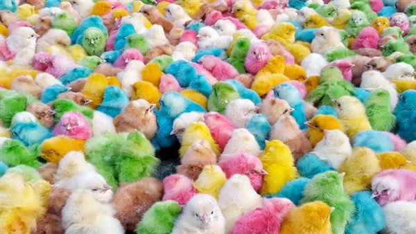 صورة ارشيفية